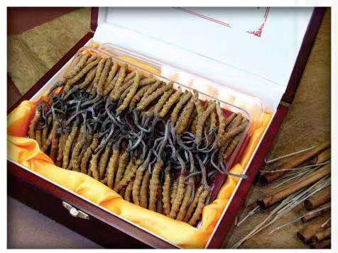 金银川路街道冬虫夏草回收